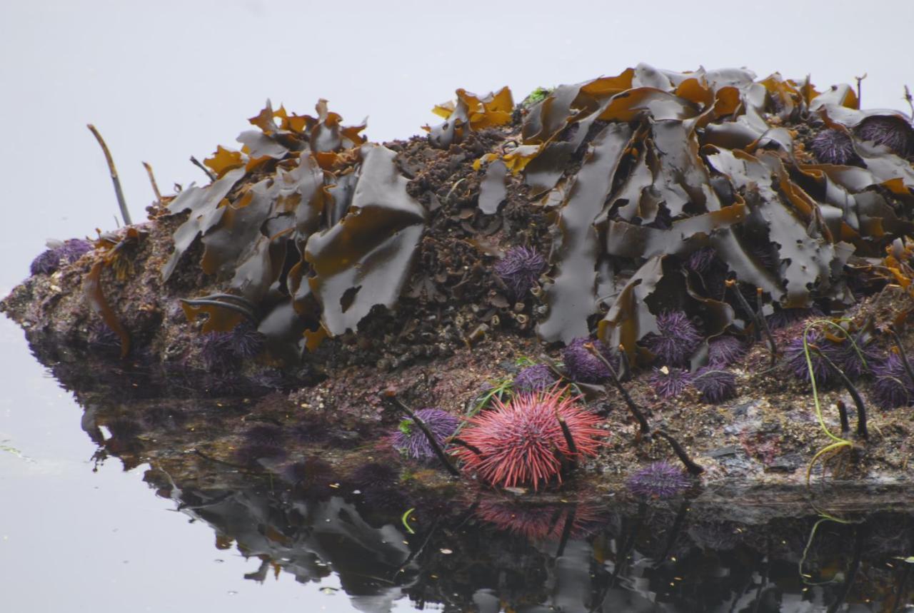 Bjorn Holm Villa Port Renfrew Buitenkant foto