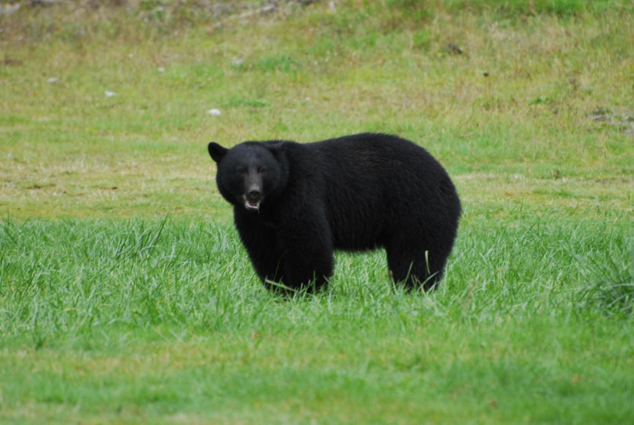 Bjorn Holm Villa Port Renfrew Buitenkant foto