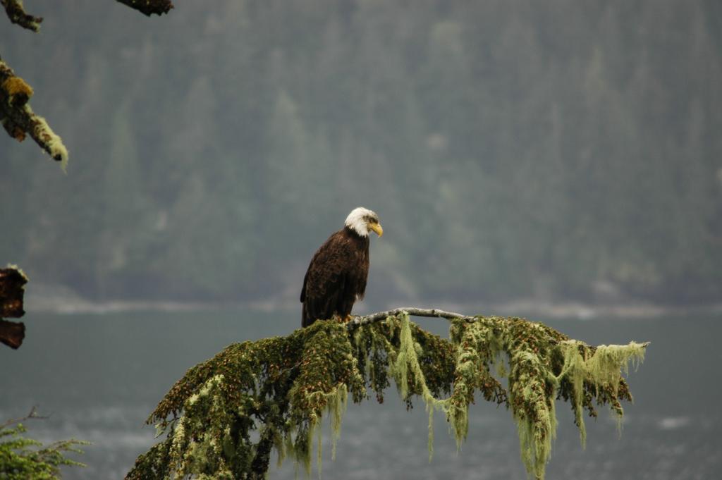 Bjorn Holm Villa Port Renfrew Buitenkant foto